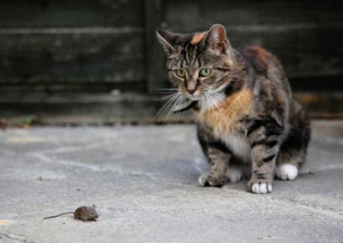 资料图：猫咪。