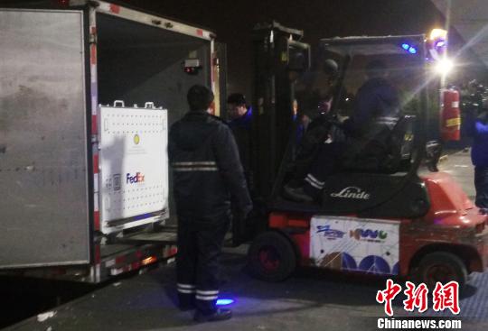 大熊猫“宝宝”被送进转运车上?！⊥跫舅?摄