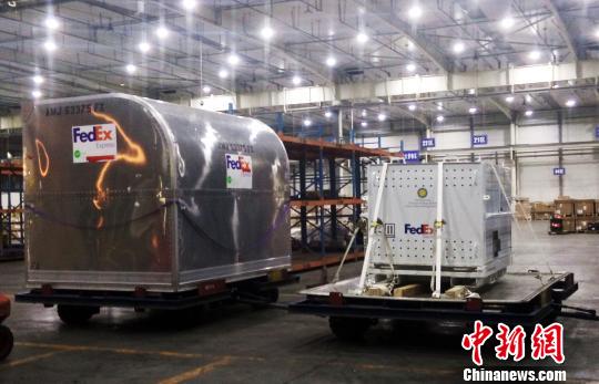 大熊猫“宝宝”在抵达成都?！⊥跫舅?摄