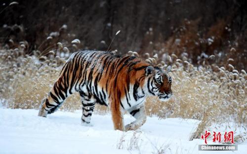 图为动物园内的东北虎。刘丹/摄