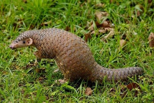 穿山甲。<a target='_blank' href='http://www.chinanews.com/' _fcksavedurl='http://www.chinanews.com/'></p></table>中新社</a><p>　　发 CNA 摄
