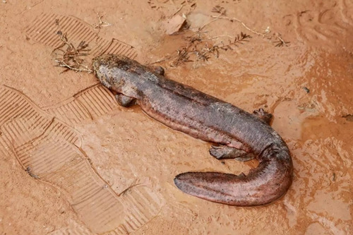 娃娃鱼。<a target='_blank' href='http://www.chinanews.com/' _fcksavedurl='http://www.chinanews.com/'></p></table>中新社</a><p>　　发 仲雁铭 摄