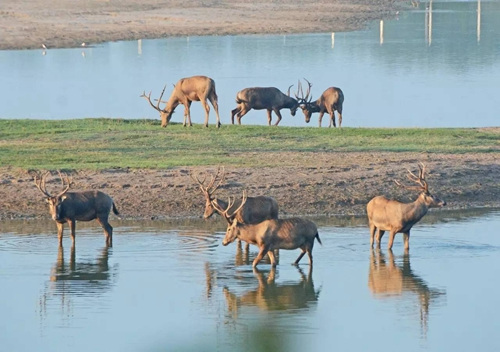 野生麋鹿。<a target='_blank' href='http://www.chinanews.com/' _fcksavedurl='http://www.chinanews.com/'></p></table>中新社</a><p>　　发 周古凯 摄