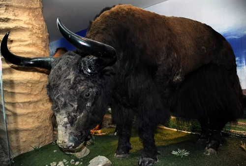 　　野生牦牛标本。<a target='_blank' href='http://www.chinanews.com/' _fcksavedurl='http://www.chinanews.com/'></p></table>中新社</a><p>　　记者 孙自法 摄