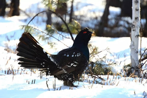 　　?；で吧窭啵合缸焖杉?，属国家一类保护动物。<a target='_blank' href='http://www.chinanews.com/' _fcksavedurl='http://www.chinanews.com/'></p></table>中新社</a><p>　　发 杨树海 摄