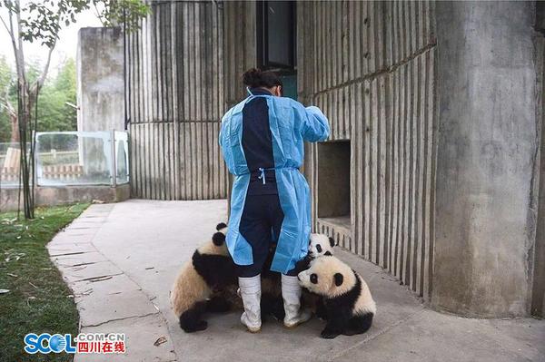 39岁的段东琼大学毕业就到成都大熊猫繁育研究基地，已经工作了18年。目前是月亮产房一个饲养员小组的组长，带领着一个五人的小团队，工作主要是负责雌性大熊猫的受孕、分娩和幼年大熊猫的照顾等。 记者 郝飞 摄影报道