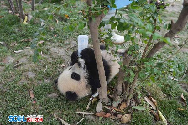 不到一岁的幼年大熊猫对食物要求很高，配方奶粉和水的比例一丁点也不能出错。 记者 郝飞 摄影报道