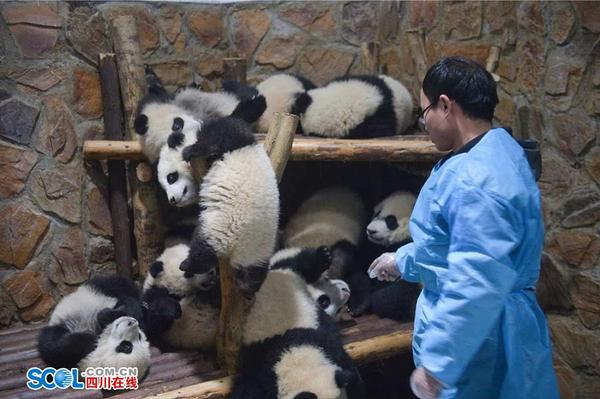 成年大熊猫只喜欢吃竹子鲜嫩的部分，剩余部分弃而不食。饲养员们每天要把吃剩的竹子搬运清空，打扫散落的竹子枝叶并把运动场清理干净。 记者 郝飞 摄影报道