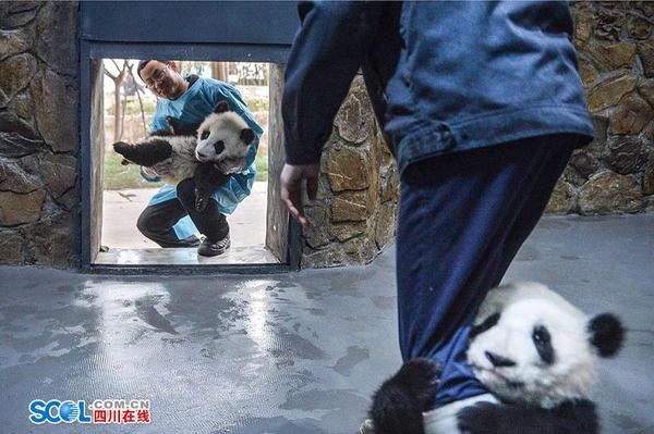 段东琼说：“产房的工作会更有趣，因为熊猫宝宝经常撒娇卖萌，每天的心情都会很好。当然责任也更加重，就像是自己的孩子一样吧?！?记者 郝飞 摄影报道