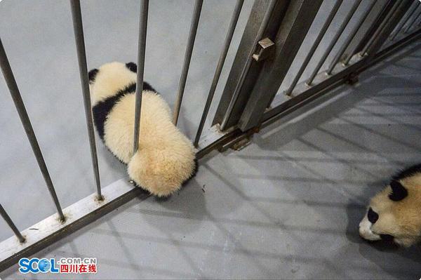 想要“越狱”的熊猫宝宝。 记者 郝飞 摄影报道