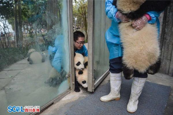 熊猫宝宝最喜欢的是在运动场里玩耍。他们爬上爬下、滚来滚去的样子，更是游客们最爱看的项目。陪着他们耍高兴，也是饲养员的工作之一。 记者 郝飞 摄影报道