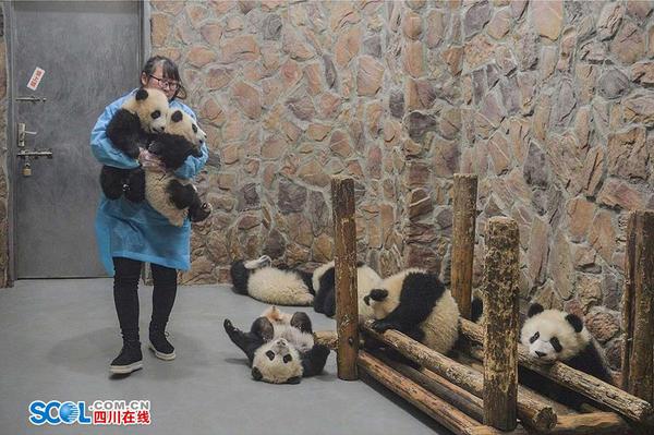 要成为一个合格的熊猫保姆，光会陪吃陪玩还不行，清扫大熊猫运动场及圈舍是饲养员的基本工作之一。“奶猫儿还好一些，主要食物是奶，圈舍内比较干净。熊猫妈妈们的圈舍就不行了，需要每天精心打扫?！倍味斫樯堋?记者 郝飞 摄影报道