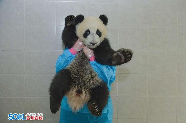 由于大熊猫人工繁育技术的突破，基地在世界上首创了繁育成活大熊猫双胞胎，并实现幼崽全部存活的先例。熊猫妈妈的母乳不够了。为了解决吃这个大事，饲养员们为熊猫宝宝们准备精心调制了配方奶粉。 记者 郝飞 摄影报道