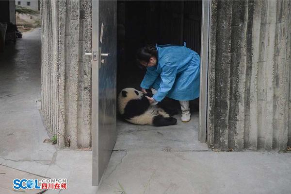 月亮产房里，14只去年出生的熊猫宝宝已经长大了许多，个个胖乎乎、圆滚滚，十分讨人喜欢。外人很难分辨出它们的区别，但看着它们长大的段东琼和同事们却能根据眼圈、肩部色块的不同，一眼认个清清楚楚。 记者 郝飞 摄影报道