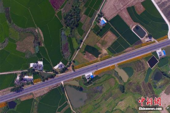 7月28日，在湖北省宜昌市枝当一级公路枝江段，两旁的花海美景引得众多游客纷纷驻足观看。枝当一级公路枝江段长15.83公里，其绿化带单边宽11米，绿化总面积30多万平方米。图为路两旁都是乡村风景。周星亮 摄