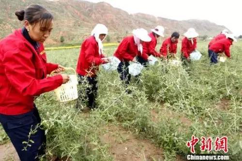 资料图：贫困县农民发展种植业。张添福 摄