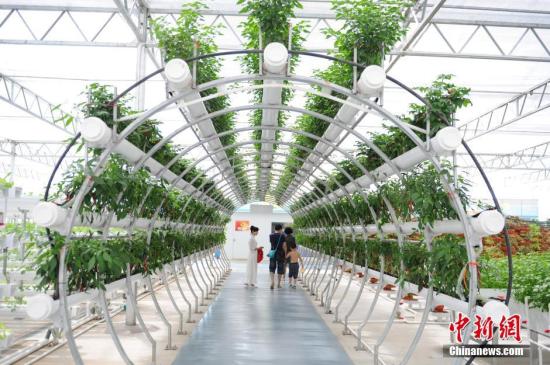 资料图 市民在气雾栽培展馆参观。 <a target='_blank' href='http://www.chinanews.com/'>中新社</a>记者 贺俊怡 摄
