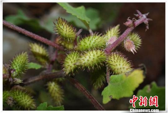 苍耳。(资料图) 钟欣 摄