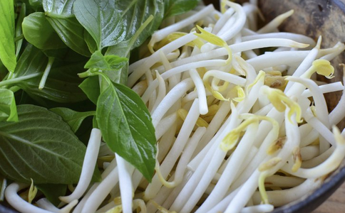 推荐7种春季养生物 豆芽健康又养生 春季吃豆芽有什么好处 春季养生食物有哪些 春季养生吃什么好