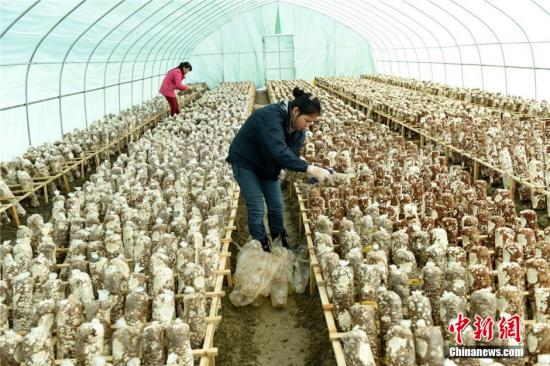 资料图 广西侗乡三江生态种菌助侗胞脱贫 龚普康 摄 点击进入下一页