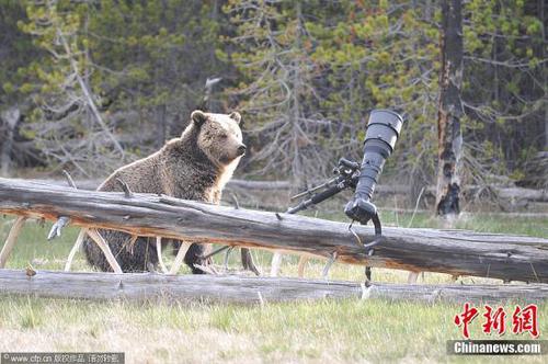 5月25日消息(具体拍摄时间不详)，美国怀俄明州，黄石国家公园，一只500磅笨拙的灰熊想要当一回摄影师，但是最终的结果是一台非常昂贵的相机被其毁坏。在毁坏相机和三脚架前，灰熊先查看把玩了一番。幸运的是，被毁的相机是野生动物摄影师 Andrew Kane租用的，并且他用另一部相机捕捉下了这一幕。灰熊开始向Kane靠近时他只得放弃了相机，Kane跑到树丛中安全的地方观察了灰熊毁坏相机的过程。图片来源：CFP视觉中国