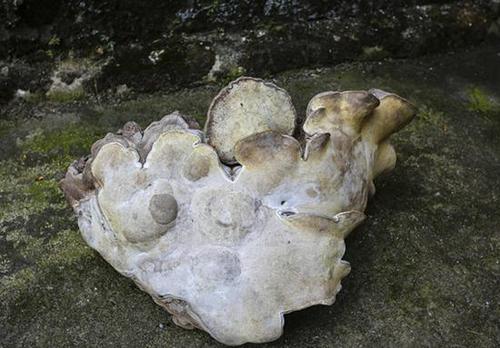 村民采特大灵芝 长相像人脸一人几乎抱不下