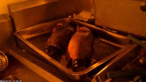 媒体曝俏江南黑厨内幕:扫把洗锅 臭鱼冒充活桂鱼