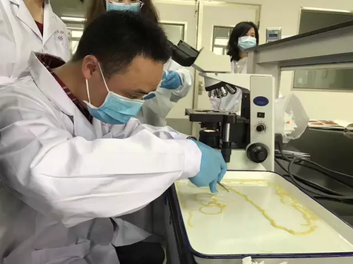 周先生体内排出的绦虫