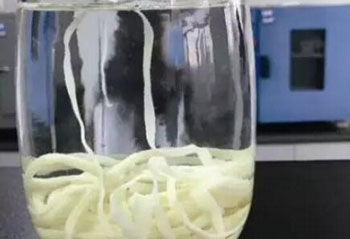 太惊恐！吃牛排长五米虫子 这样的牛排你还敢吃吗（组图）