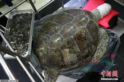 当地时间2017年3月21日，泰国曼谷，海龟Omsin曾误吞许愿池内915枚硬币，结果导致严重健康问题，泰国朱拉隆功大学早前为其手术取出硬币，但由于健康问题，3月21日Omsin去世。(资料图)