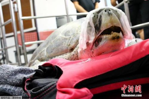 当地时间2017年3月21日，泰国曼谷，海龟Omsin曾误吞许愿池内915枚硬币，结果导致严重健康问题，泰国朱拉隆功大学早前为其手术取出硬币，但由于健康问题，3月21日Omsin去世。（资料图）