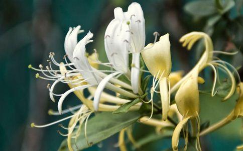 女人长痘痘 喝4种茶清热祛痘 女人长痘痘怎么办 女人长痘痘喝什么茶好 喝哪些茶清热祛痘