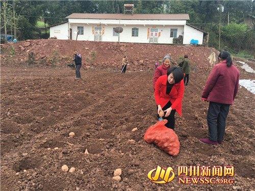 经商女成“红薯妹”当职业农民年产值超600万