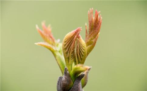 春季一不小心就上火8种清火食物要多吃 春季上火怎么办 春季上火吃什么好 降火食物有哪些