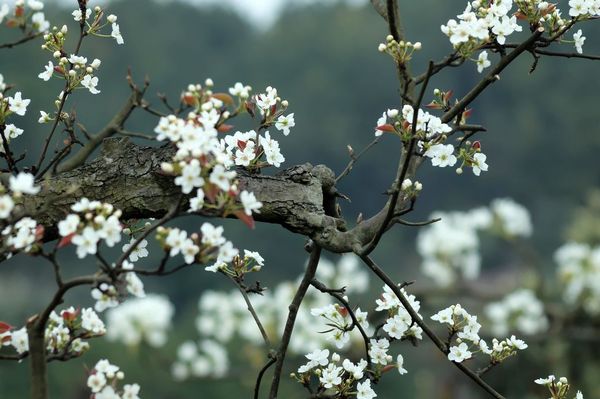 B20170405002-zx7 B20170405002-zx7