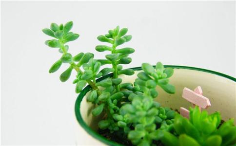 床头忌讳放什么东西 卧室可以放什么植物 床头不能放什么