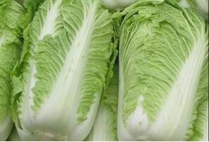 吃大白菜易伤阳气 改善体寒吃什么好？