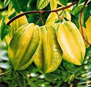 注意！肾脏不好千万别吃杨桃 小心中毒