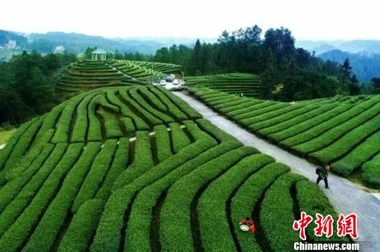 新时代茶农：巧打产业牌念好致富新“茶经”