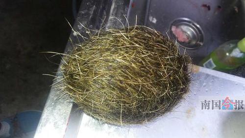 8年老母猪剖出大毛球疑是猪宝 专家:就是一团猪毛