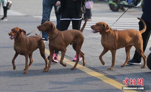 资料图：图为宠物狗在主人的牵引下参加长跑。 中新社记者 泱波 摄