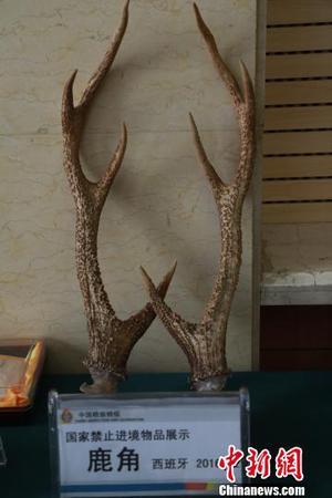 4月11日，发布会现场展示辽宁口岸截获国家禁止进境的鹿角?！∩虻畛?摄