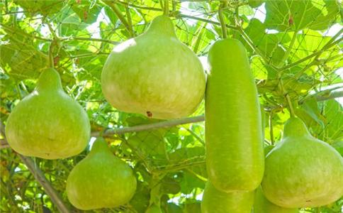 孕期水肿不要慌 六道食疗能消肿 孕期水肿怎么办 孕期如何消肿 怀孕后水肿有什么方法