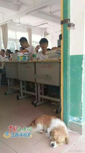 江西一中学“学霸狗”被打死 校方称影响教学秩序