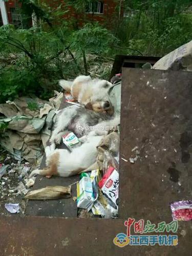 江西一中学“学霸狗”被打死 校方称影响教学秩序