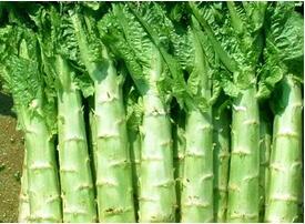 春季多吃千金菜莴笋 降血压血糖和血脂