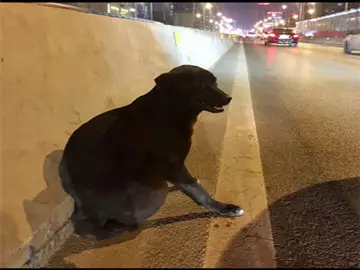 男子被传虐狗遭人肉谩骂险挨打 真相却是这样