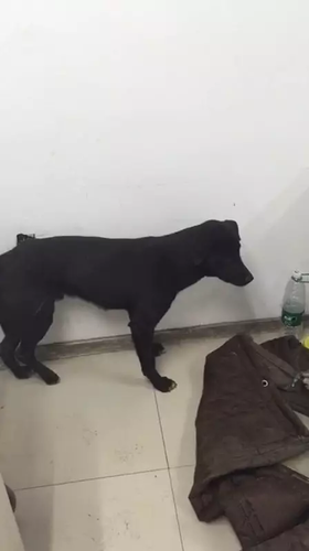 男子被传虐狗遭人肉谩骂险挨打 真相却是这样