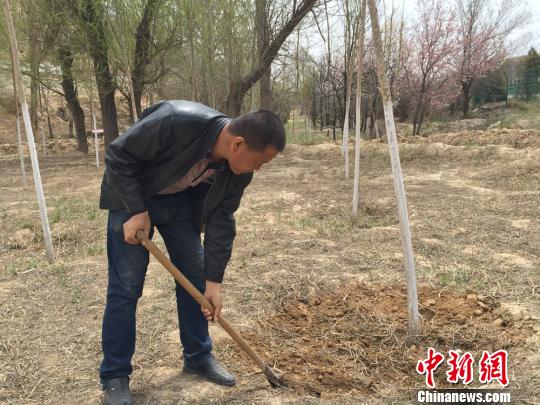 护林员彭正林手握铁锹修树窝。　刘薛梅 摄