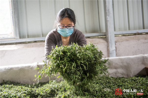 高考状元辞高薪返乡做茶 高考状元辞高薪返乡做茶